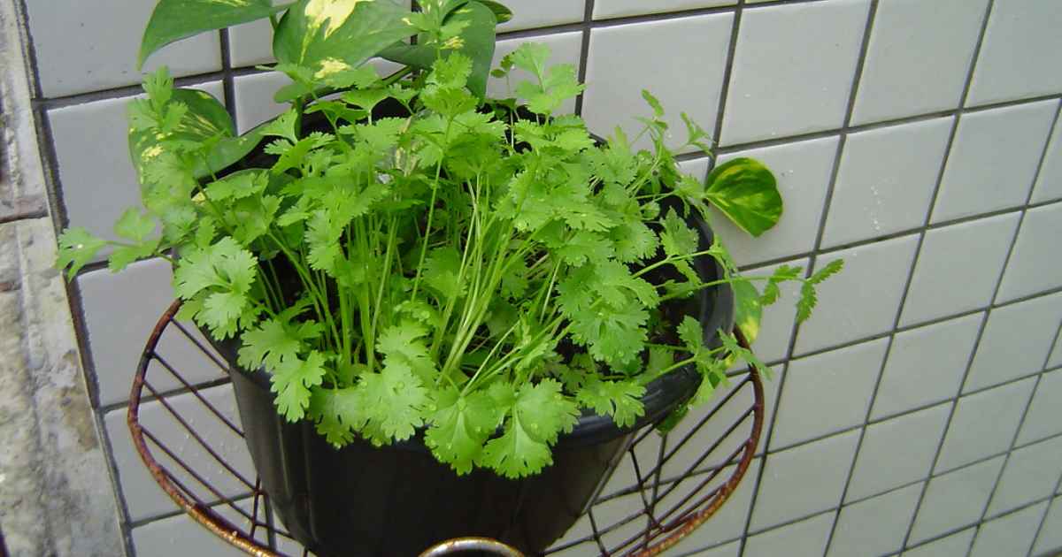 how to keep cilantro fresh, best way to keep coriander fresh for longer, how to store cilantro in the fridge, common mistakes storing cilantro,